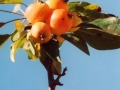 photo15